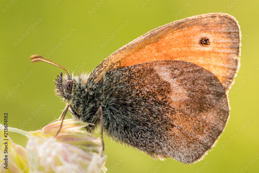 Fototapeta premium Detail of a butterfly sitting on a flower. Fresh green background contrasting with orange and brown colors of the insect.