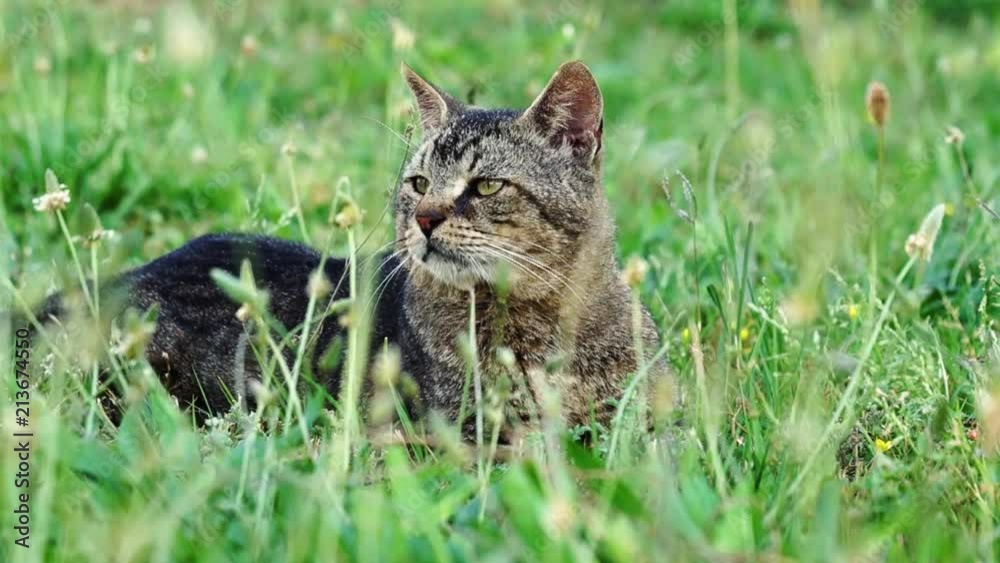 Cat hunter in the grass. The cat prepared for the jump. Cat hunter in the grass. The cat prepared for the jump.
