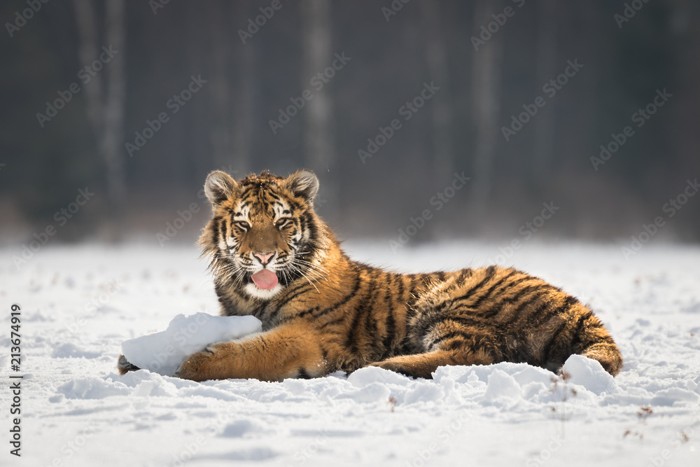 Obraz premium Young Siberian tiger resting on snow on winter morning. Sunlit scene of this beautiful dangerous yet endangered mammal.
