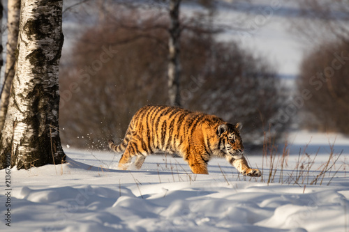 Young Siberian tiger walking through snow on winter morning. Sunlit scene of this beautiful dangerous yet endangered mammal. © janstria