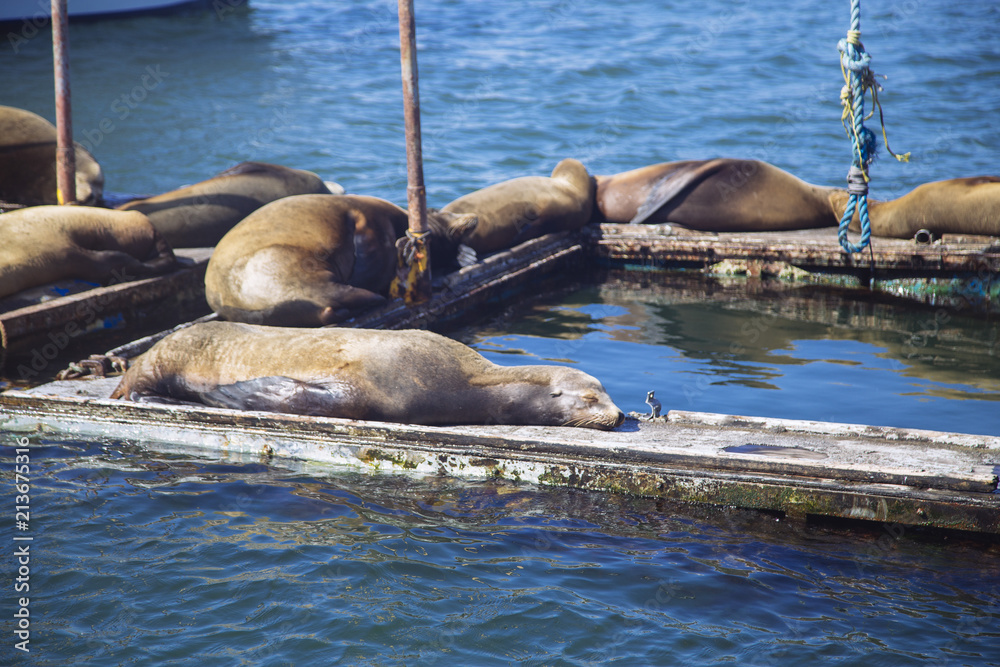 Fototapeta premium foca durmiendo