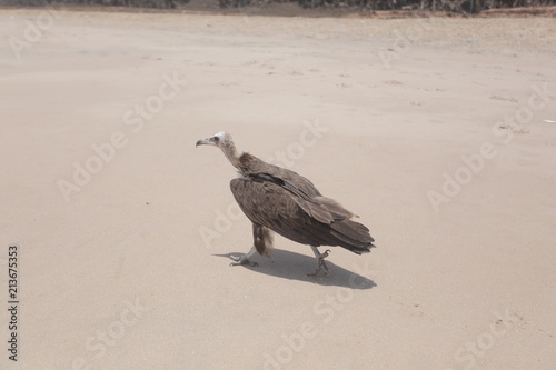 profile portrait of a vulture on a beach  photo