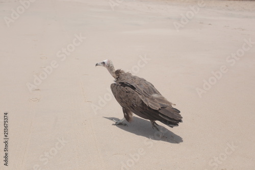 profile portrait of a vulture on a beach photo