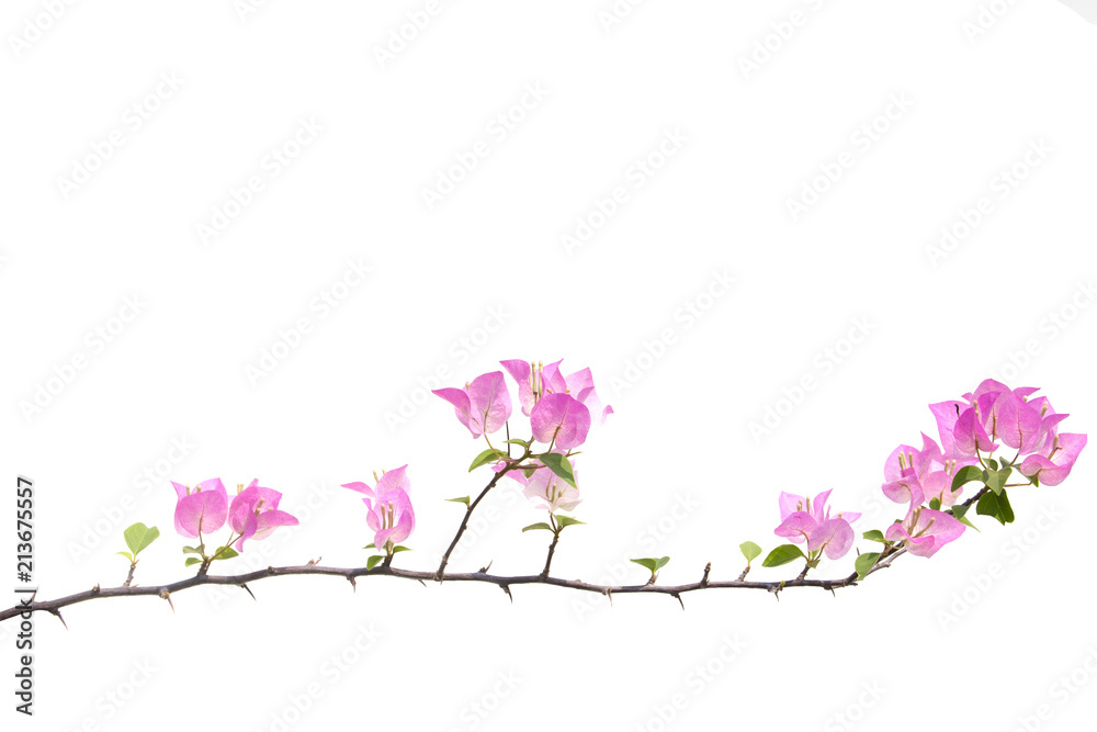 bougainvilleas isolated on white background. Paper flower .