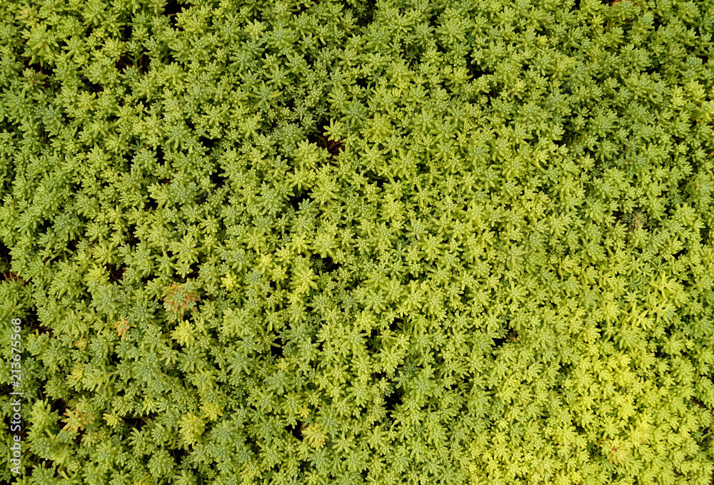 Background of natural green plants.