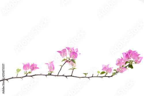 bougainvilleas isolated on white background. Paper flower . © krsprs