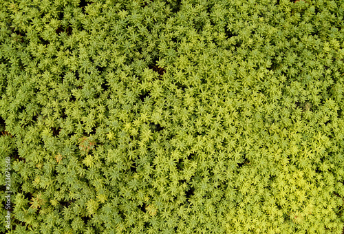 Obraz na płótnie Background of natural green plants. w salonie