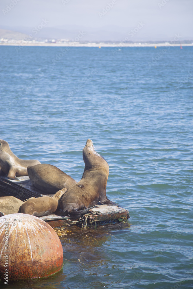 Fototapeta premium foca oliendo