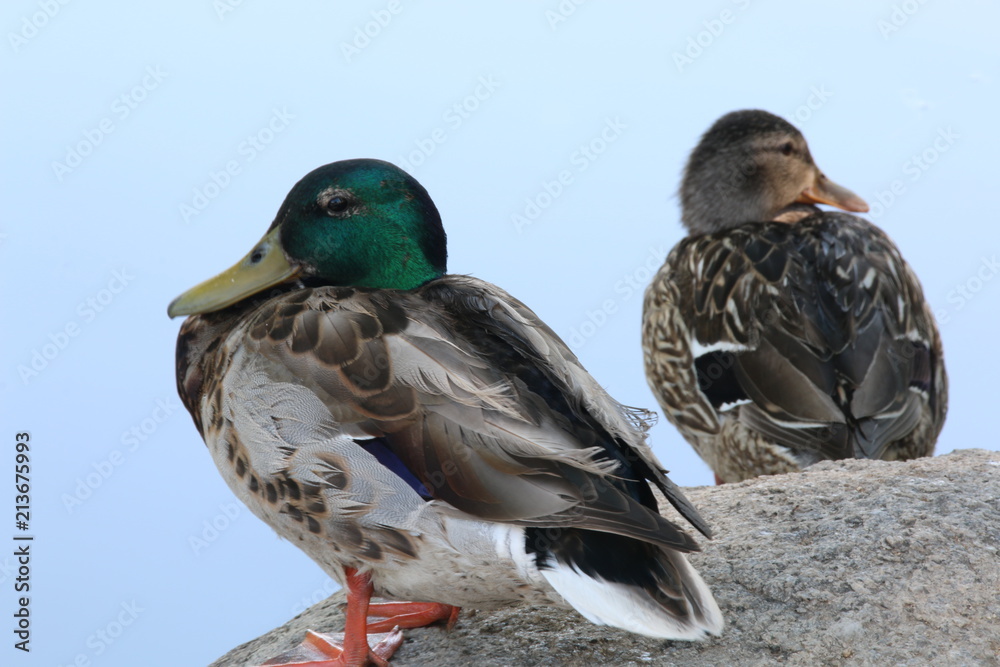 Fototapeta premium Male and Female Mallards