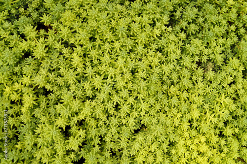 Background of natural green plants.