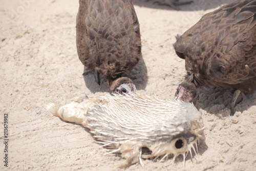 profile portrait of a vulture on a beach group of birds photo