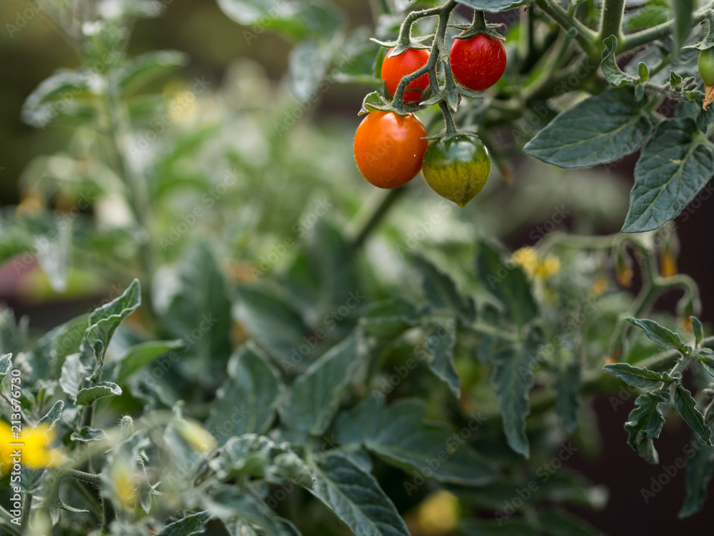 Kleine rote Tomaten fangen an zu wachsen