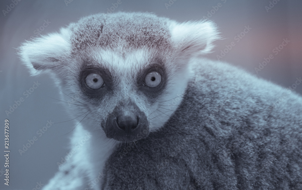 singe maki catta seul de face en gros plan en été au zoo en noir et blanc singe maki catta seul de face en gros plan en été au zoo en noir et blanc