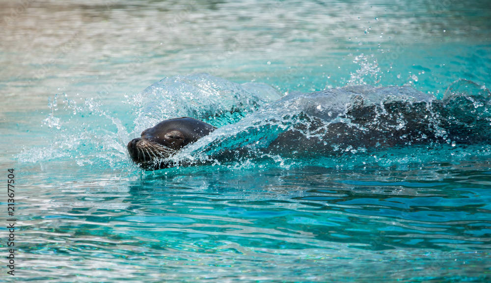 otarie au zoo en été en gros plan dans l'eau surf sur la vague