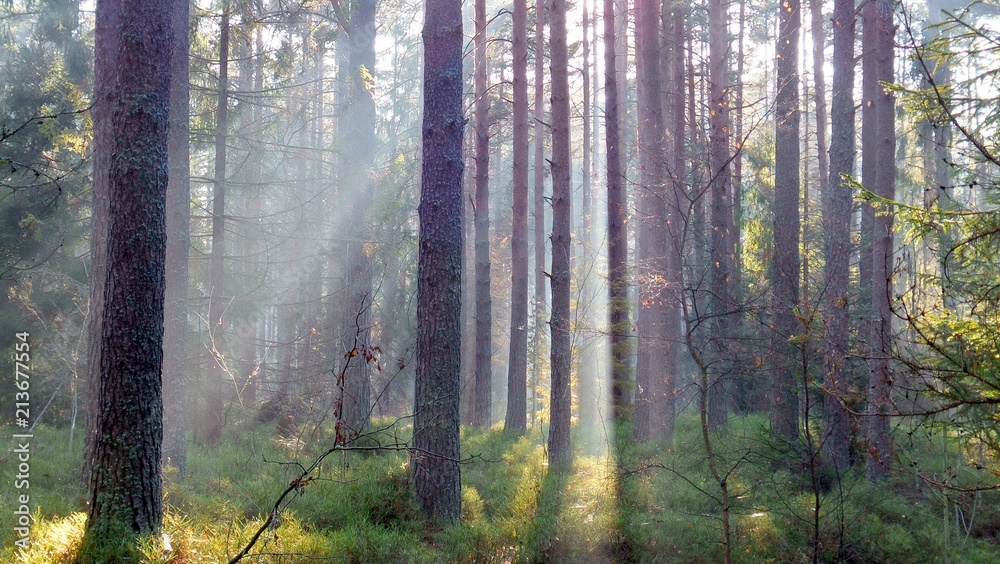 Jesienny las we mgle. - obrazy, fototapety, plakaty 