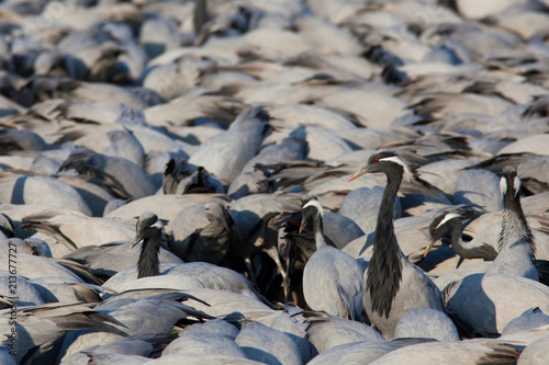 Demoiselle Cranes at feeding station, Kichan, Rajasthan photo