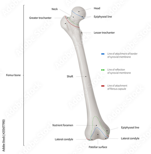 Infographic diagram of human femur bone or leg bone anatomy system anterior view- 3D- Human Anatomy- Medical Diagram- educational and Human Body concept- Isolated on white background photo