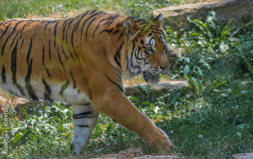 tigre adulte seul au zoo en gros plan en   t   en couleur debout qui marche