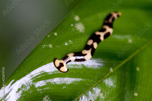 Hammerhead flatworm, Tioman Island, Malaysia