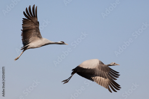 Two Demoiselle Cranes flying together, Kichan, Rajasthan