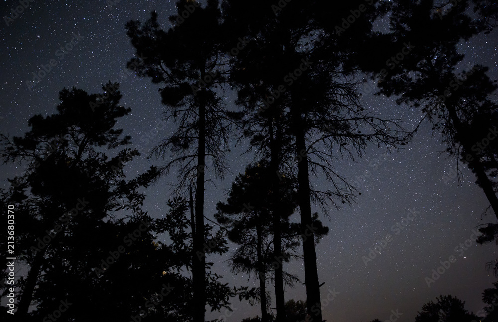 Fototapeta premium Stars over night forest