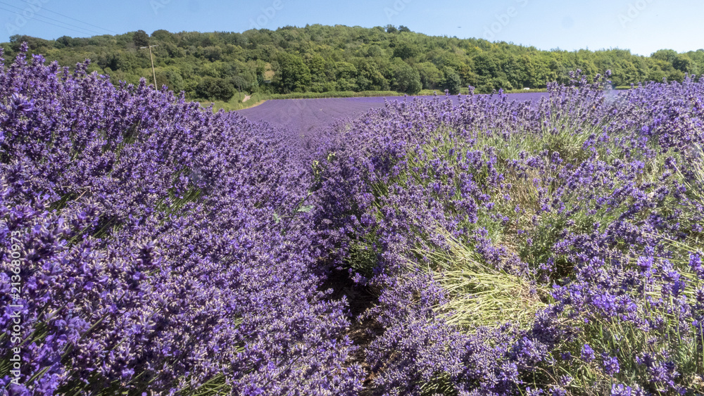 Obraz premium English Lavender fields in Kent 