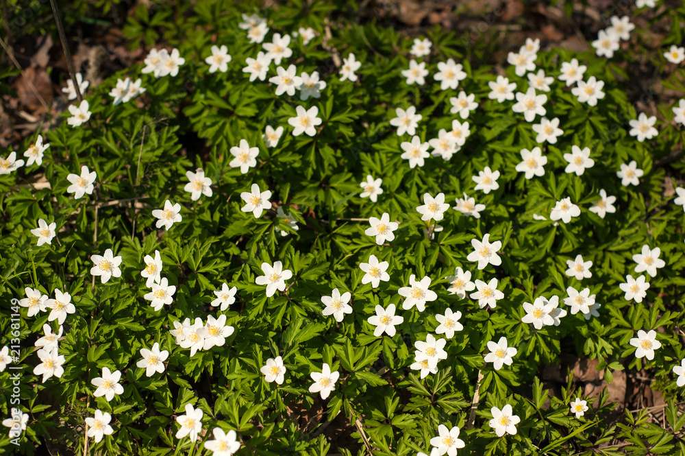 Anemone nemorosa flower in the forest in the sunny day. Wood anemone blooming in the spring season. Anemone nemorosa flower in the forest in the sunny day. Wood anemone blooming in the spring season.