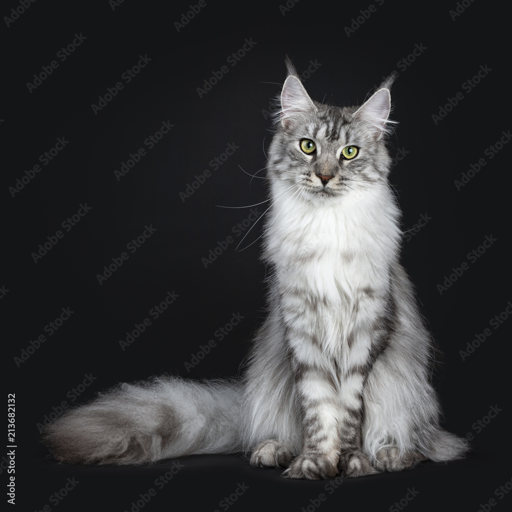 Silver Maine Coons