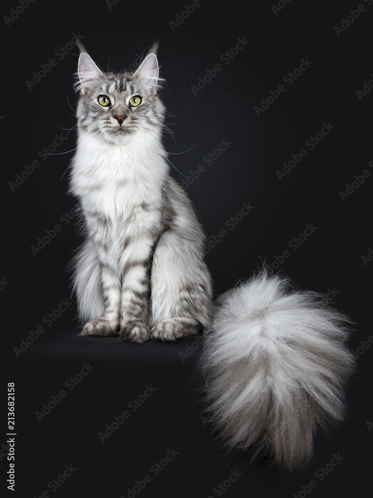 Stockfoto Majestic silver tabby young Maine cat sitting facing front with enormous beside body hanging over edge, looking up isolated on black background | Adobe