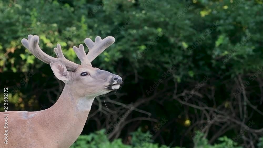 White-tailed deer buck with velvet antlers White-tailed deer buck with velvet antlers