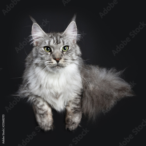 Majestic silver tabby young adult Maine Coon cat laying down with tail hanging obeside body and pws hanging over edge, looking straight at lens isolated on black background