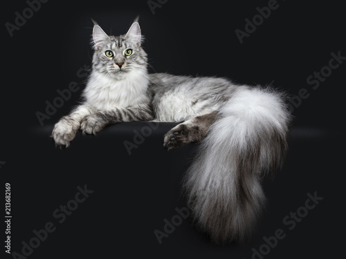 Canvas Print Majestic silver tabby youn adult Maine Coon cat laying side ways with paws and e
