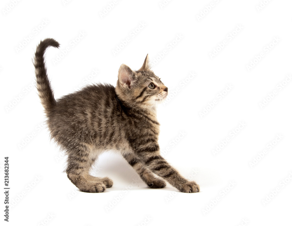 Cute tabby on white Cute tabby on white