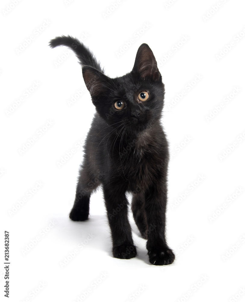 Cute black kitten on white Cute black kitten on white