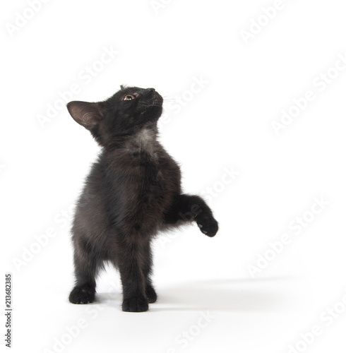 Cute black kitten on white