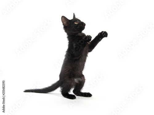 Cute black kitten on white