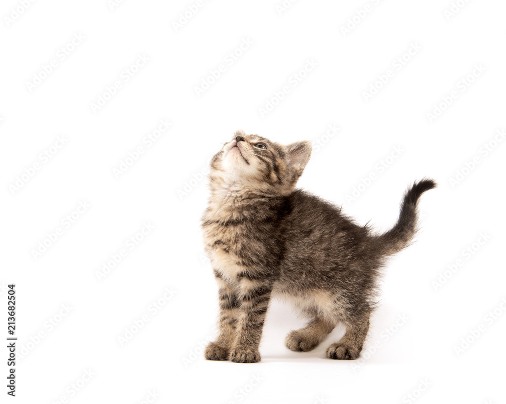 Cute tabby kitten on white