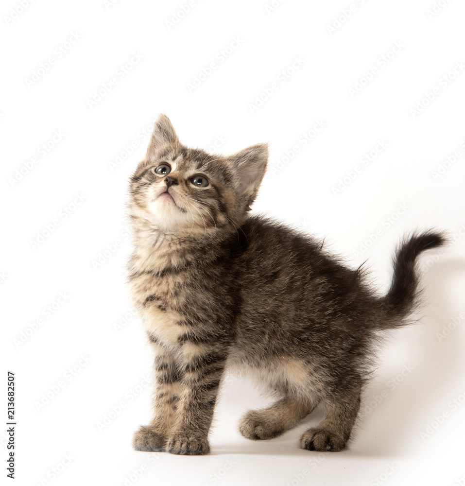 Fototapeta premium Cute tabby kitten on white