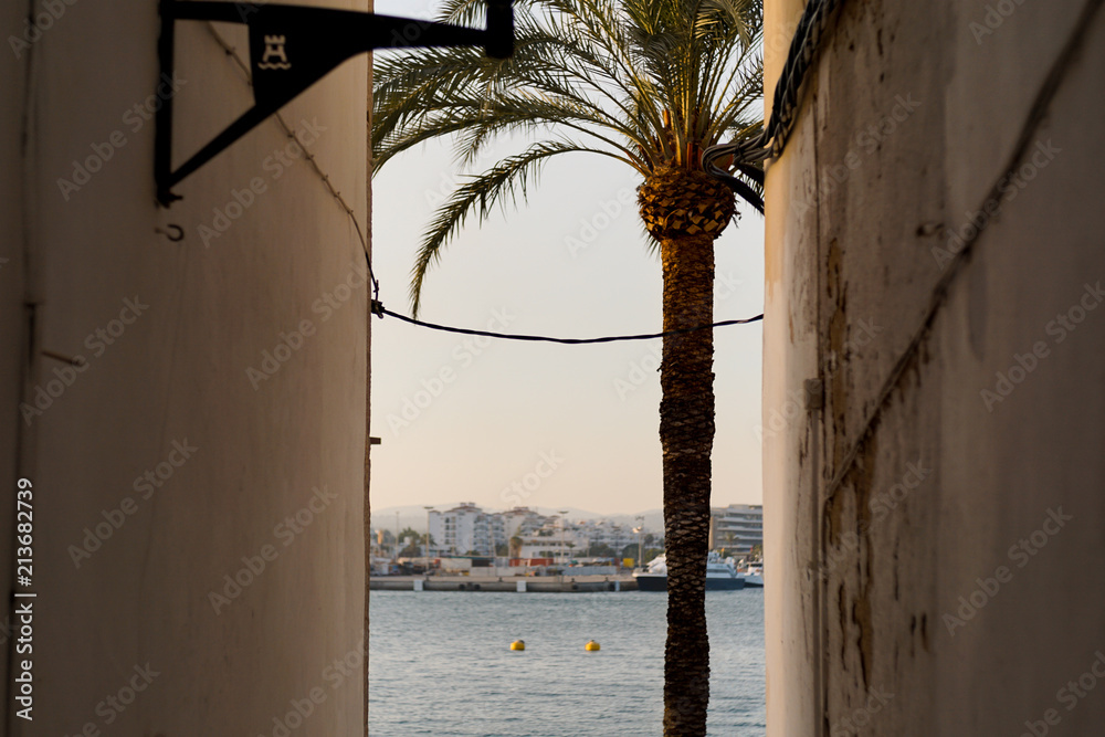 Palmera