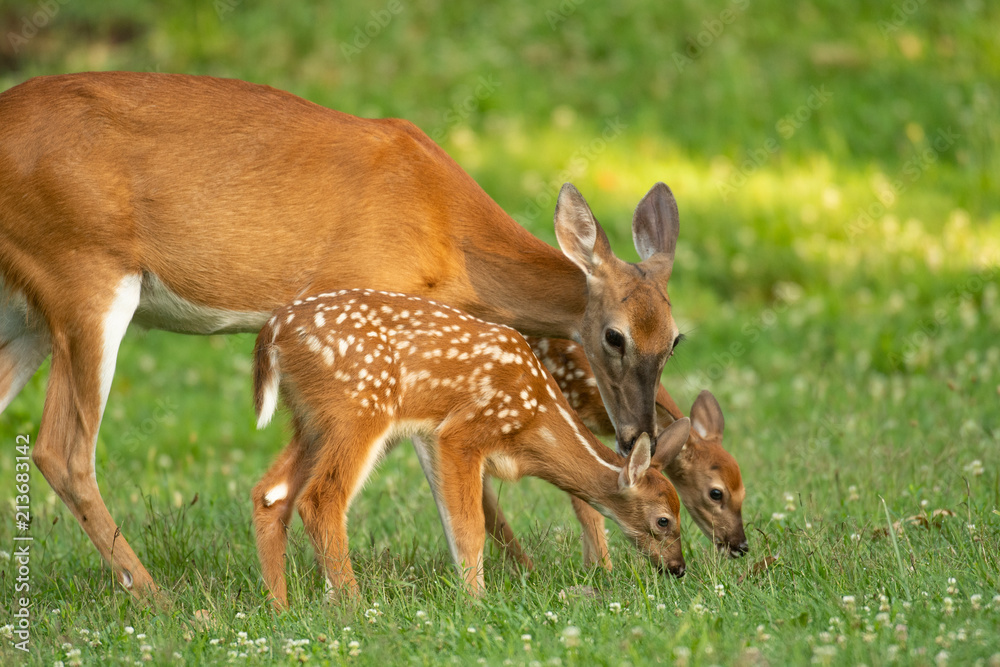 Fototapeta premium Whitetail doe and two fawns