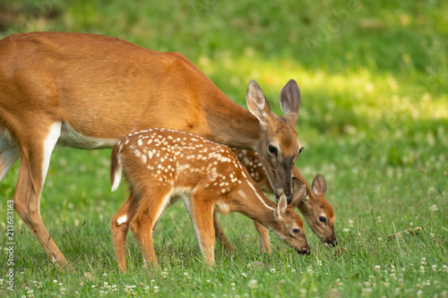 Whitetail doe and two fawns