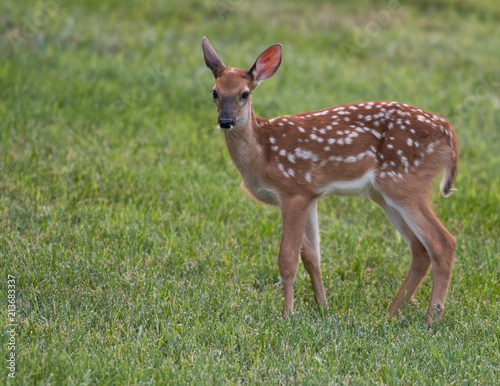 white-tailed deer fawn