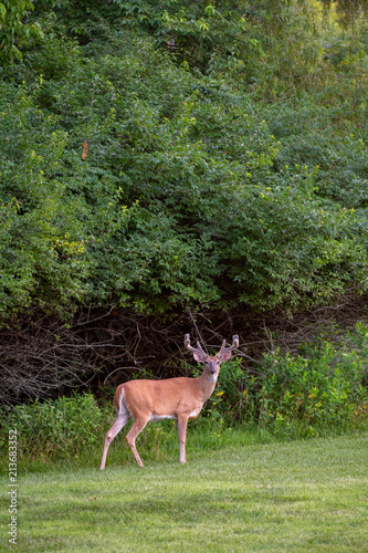 Large white-tailed deer buck in summer