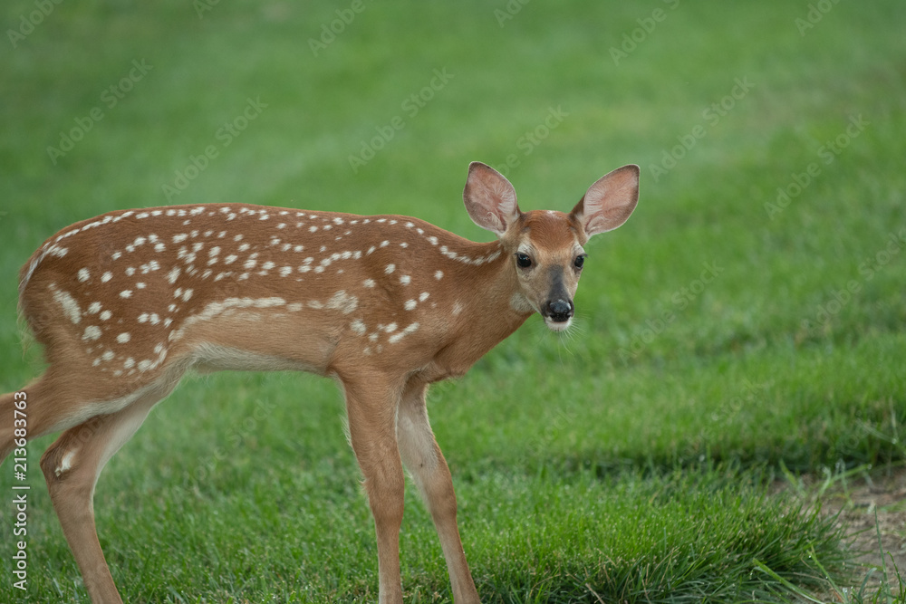 white-tailed deer fawn