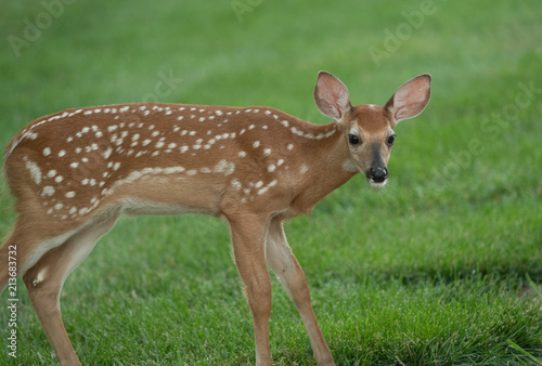 white-tailed deer fawn