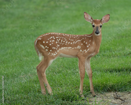 white-tailed deer fawn