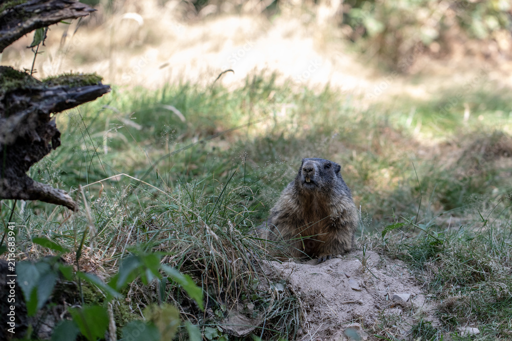 Obraz premium groundhog