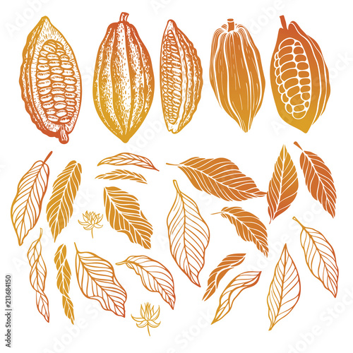 Cacao beans plant, Vector exotic cacao plants