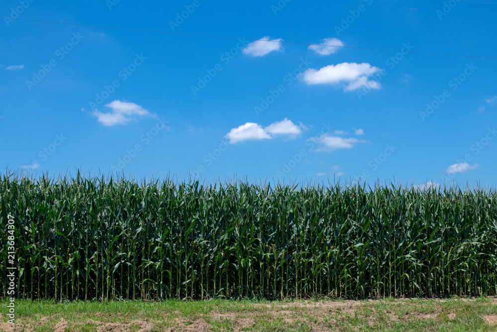 Obraz premium Cornfield and blue sky