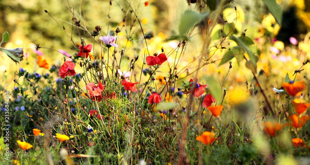 Fototapeta premium Łąka Wildflower w lecie